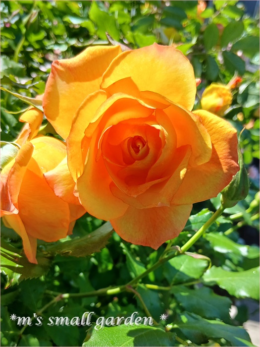 サハラの5月＆ロサオリの薔薇♡ - *m's small garden*