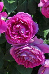 [商品価格に関しましては、リンクが作成された時点と現時点で情報が変更されている場合がございます。]