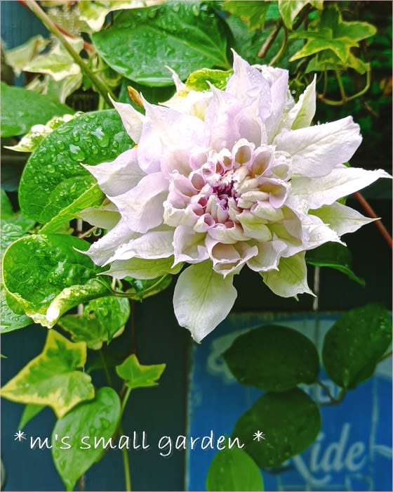 ずっと人気なのには訳がある＊クレマチス - *m's small garden*