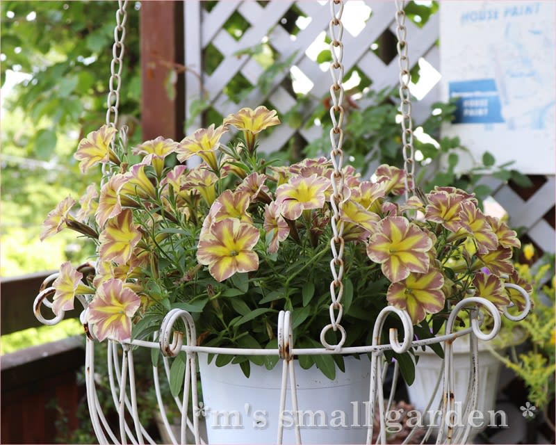 サフィニアアートとらネコ＊青いガラスのお皿 - *m's small garden*