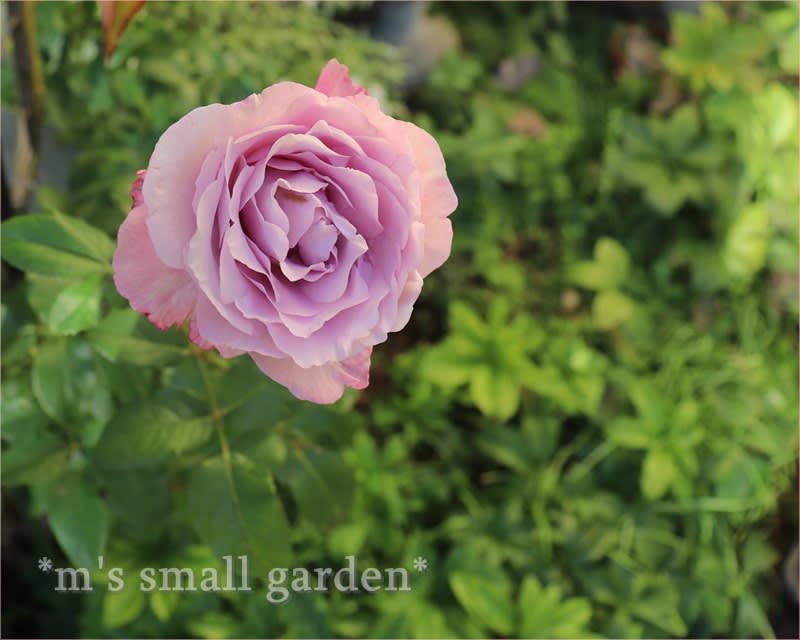 モーヴ色の薔薇せせらぎ＊しつこくてゴメンね - *m's small garden*