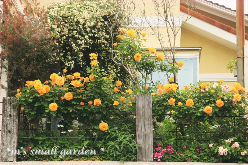 ツル薔薇の庭＆鳩さん夫婦のパワー♡ - *m's small garden*