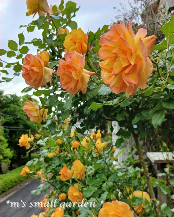 薔薇と金運？色遷りするサハラ♡ - *m's small garden*