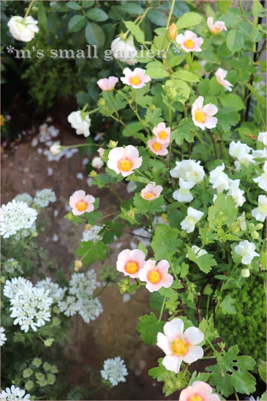 マルバ ストラム マルバストラムの花言葉と誕生花