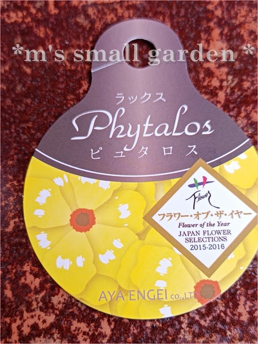 ラナンキュラスラックス1280円＊買いましたぁ！ - *m's small garden*