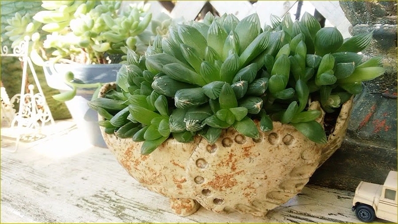 あ”－－っ！多肉棚がーっ！ - *m's small garden*