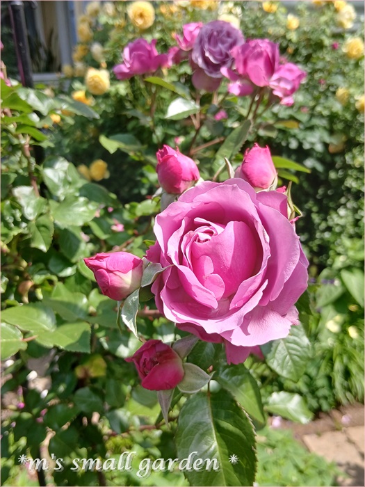 【2025春夏新作】 今日の薔薇の庭♡シュリンクスが咲きだした♡ - garden* small *m's 文房具・ステーショナリー