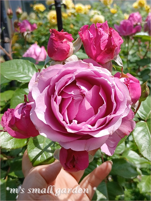 薔薇　バラ みんなが出合いたがっている薔薇 ウエストミンスターアビー！ 神田ばら