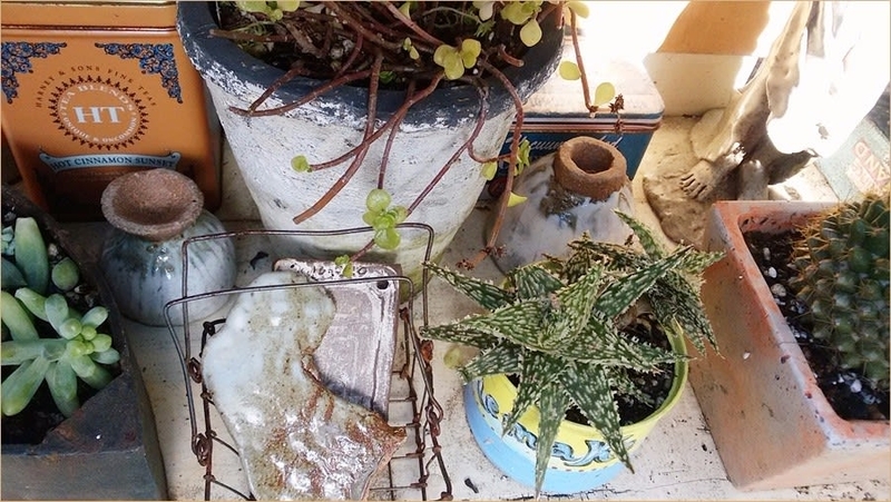 そら君ママ様 多肉植物棚 TB-T6W Plant Swamp] Here's a stylish plant