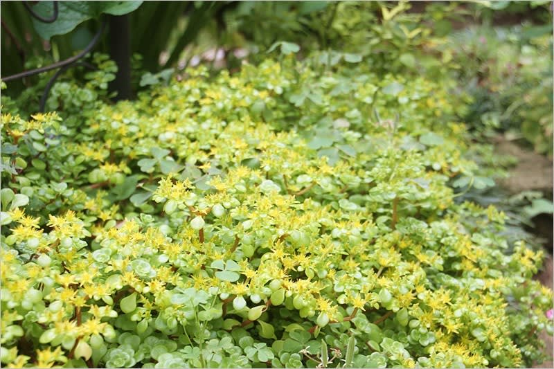 グランドカバーのセダム - *m's small garden*