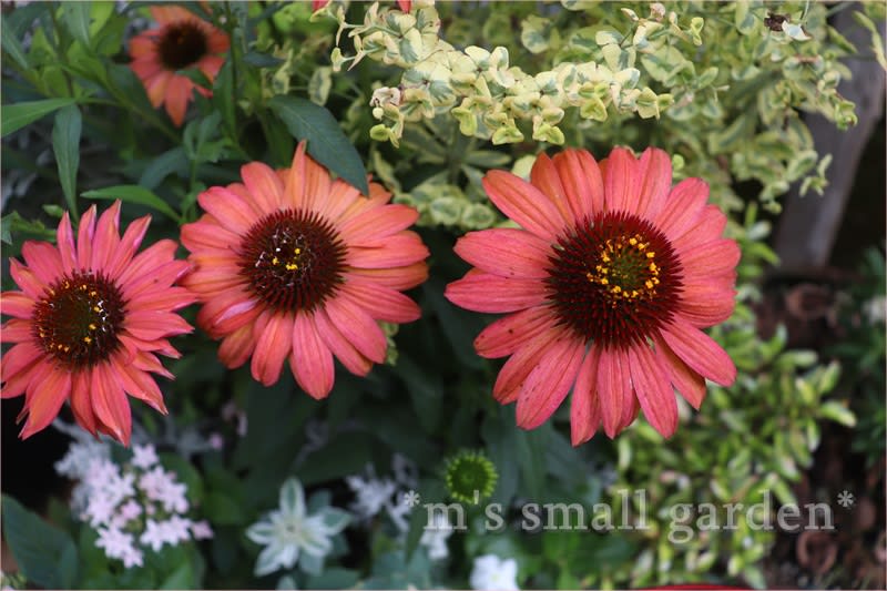 エキナセアとルドベキア＊寄せ植えは楽しい＊ - *m's small garden*