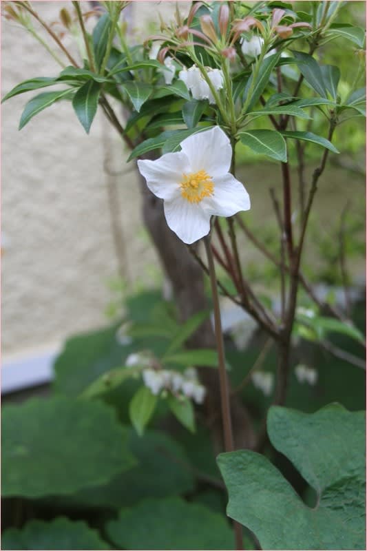 佐藤カツヤ　白い花 半日陰の庭の白い花たち＊ﾎﾟｯ(｡~ｰ~)(~ｰ~｡)ﾎﾟｯ - *m's small garden*