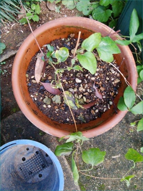クレマチスの挿し木苗＜冬に向けて＞ - *m's small garden*