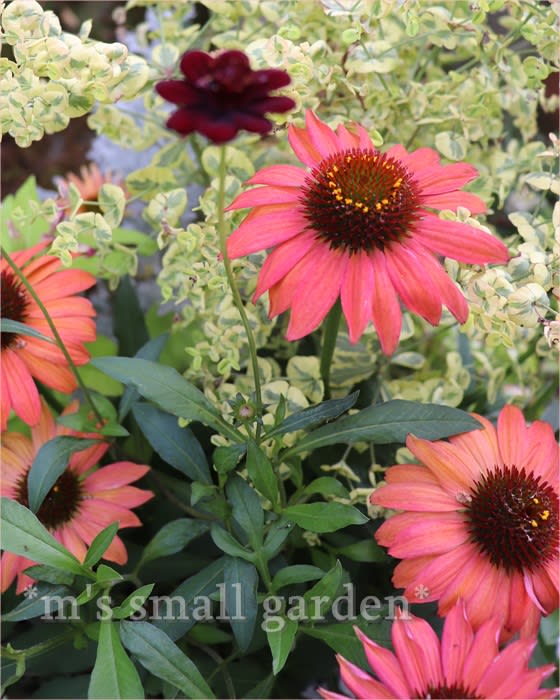 エキナセアとルドベキア＊寄せ植えは楽しい＊ - *m's small garden*