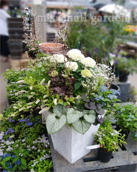 ひさびさジョイフルホンダ！《アナベルの素敵な寄せ植え》 - *m's