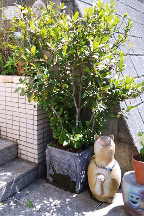 シマトネリコはベランダ・バルコニーの 鉢植え 推奨 屋外でも 地植え より 鉢植え にすべき その理由は