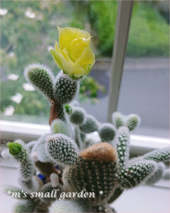 推しの薔薇☆シュリンクス☆青いニゲラ - *m's small garden*