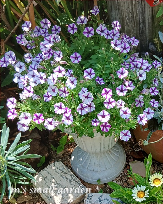 スーパーチュニアとスーパーベナ＊今日の庭活 - *m's small garden*