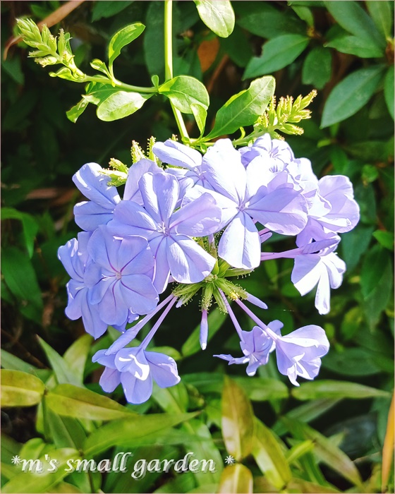 ルリマツリがやっと咲きだしました - *m's small garden*