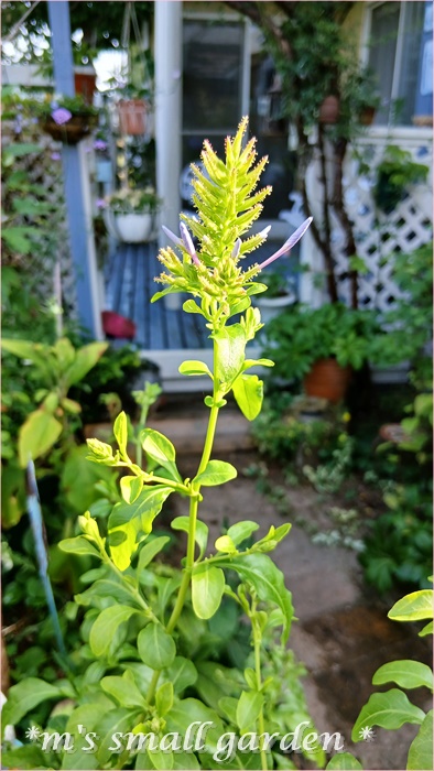 ルリマツリがやっと咲きだしました - *m's small garden*