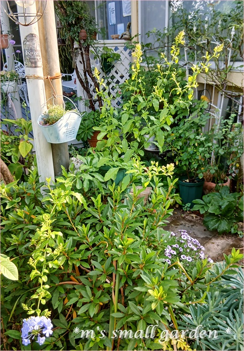 ルリマツリがやっと咲きだしました - *m's small garden*