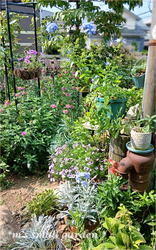 夏の寄せ植え＊夏の庭 - *m's small garden*
