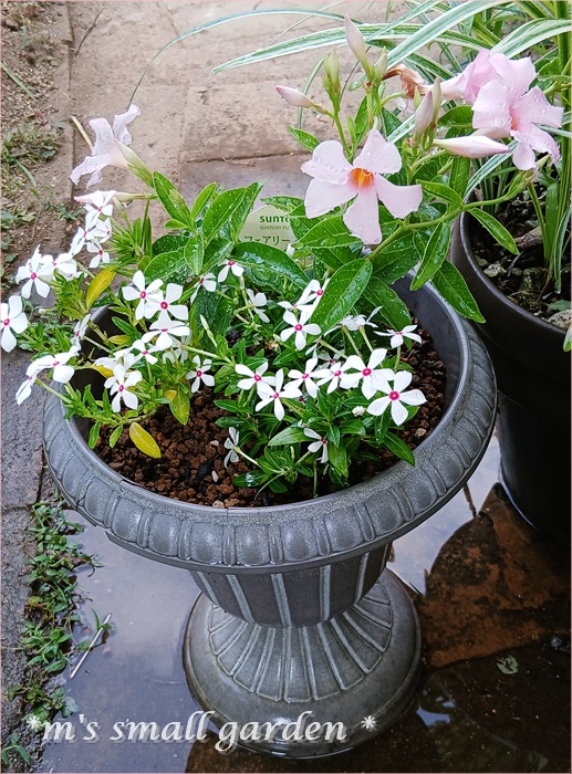 夏の寄せ植え＊夏の庭 - *m's small garden*