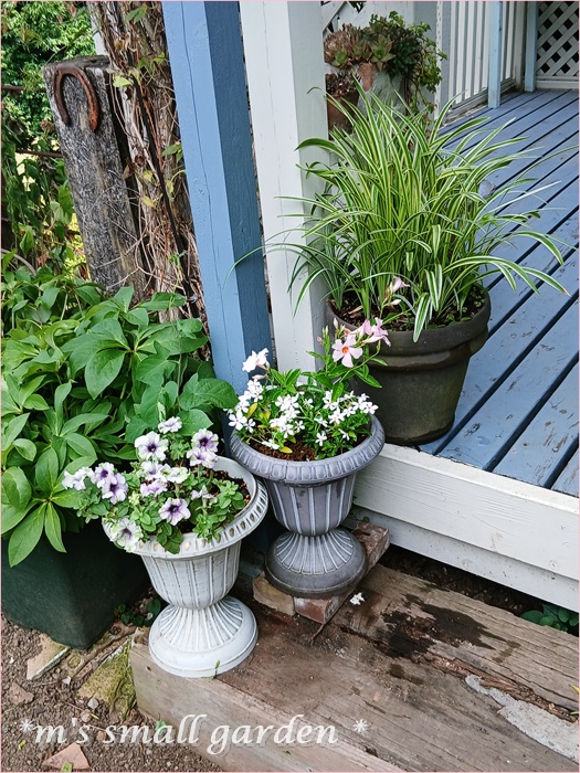 夏の寄せ植え＊夏の庭 - *m's small garden*