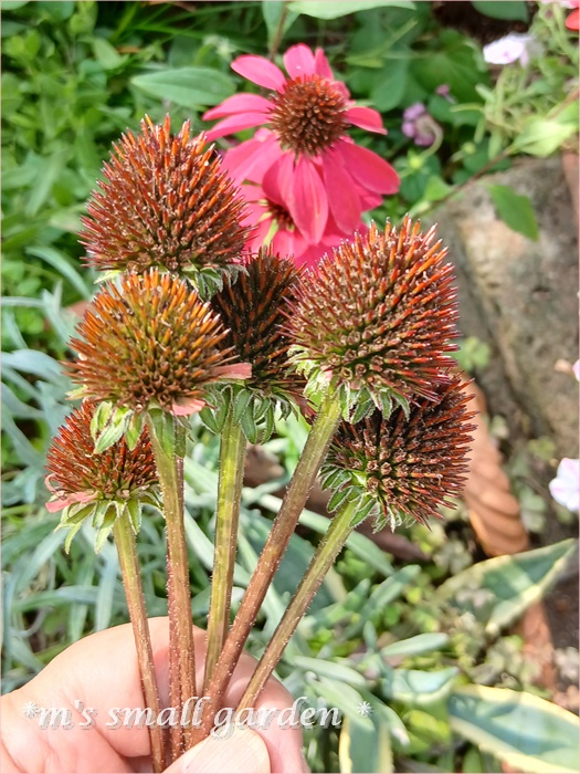 夏の寄せ植え＊夏の庭 - *m's small garden*