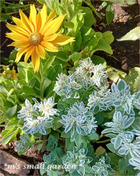 夏の選抜庭の花 - *m's small garden*