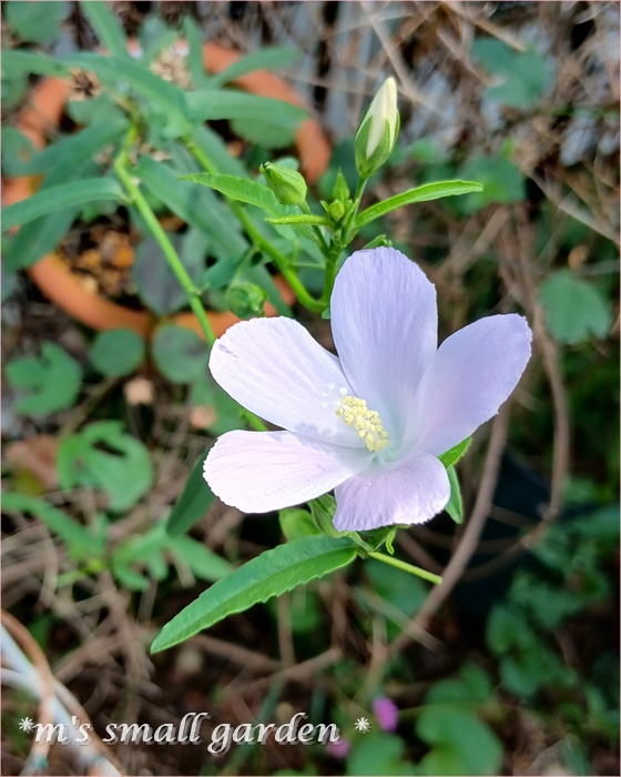 夏の選抜庭の花 - *m's small garden*
