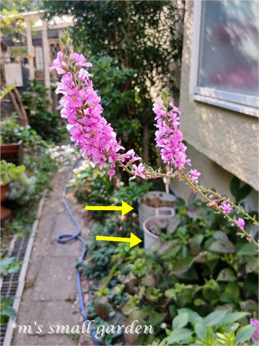 半日陰の庭＊来た来た！ - *m's small garden*