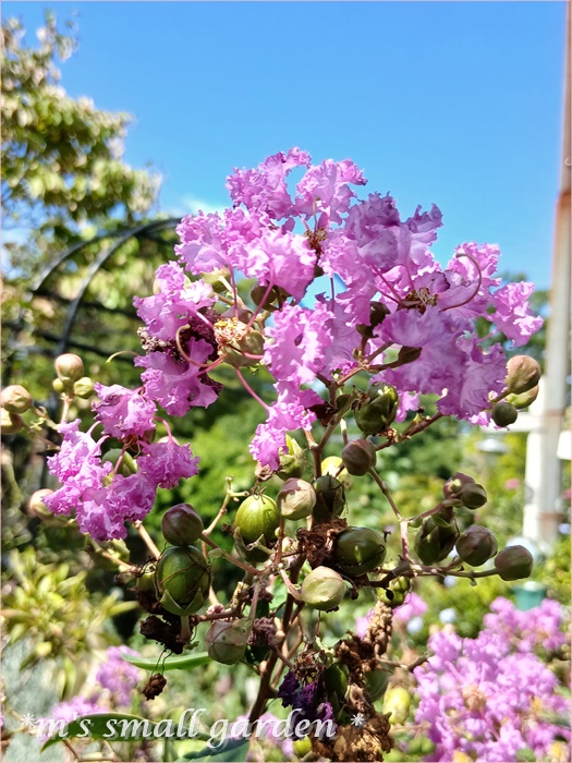 届きました！バラの苗 - *m's small garden*