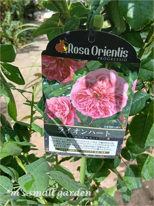 届きました！バラの苗 - *m's small garden*