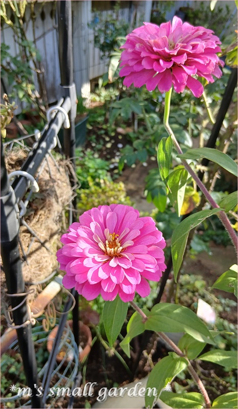 咲き続ける美しい花＊百日草 - *m's small garden*