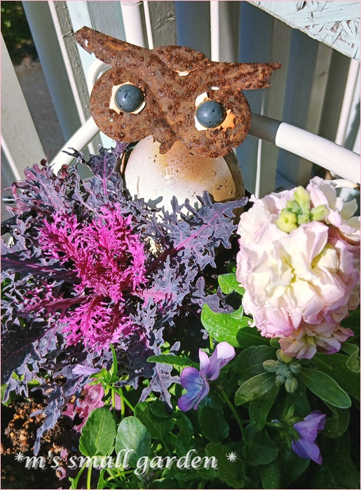 冬の寄せ植え❤ - *m's small garden*