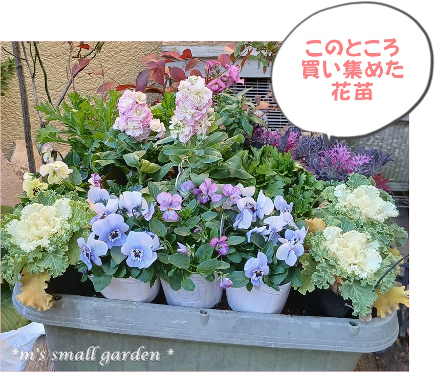 u*a様 人気♡パルプンテ♡極キレイパープル 2苗♡寄せ植え