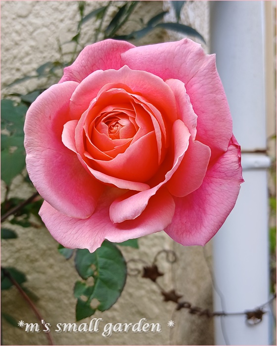 強い霜＊今日の薔薇 - *m's small garden*