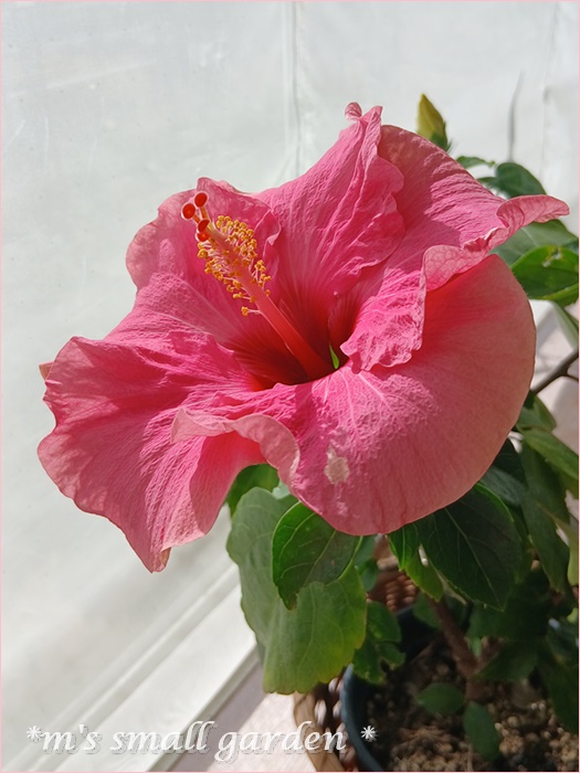 超大株！二色咲き✨レモンイエロー＆コーラルレッド ✨ハイビスカス もう一回見てあげる＊咲き分けの可愛いハイビスカス - *m's small garden*