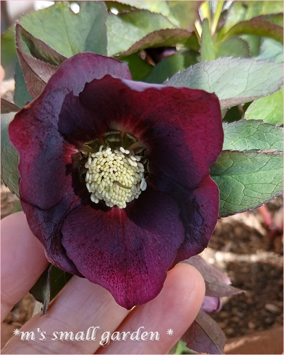 庭のクリスマスローズ - *m's small garden*