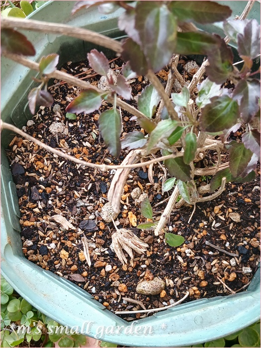 オダマキの種蒔き☆ChatGPTに聞いてみた❤ - *m's small garden*