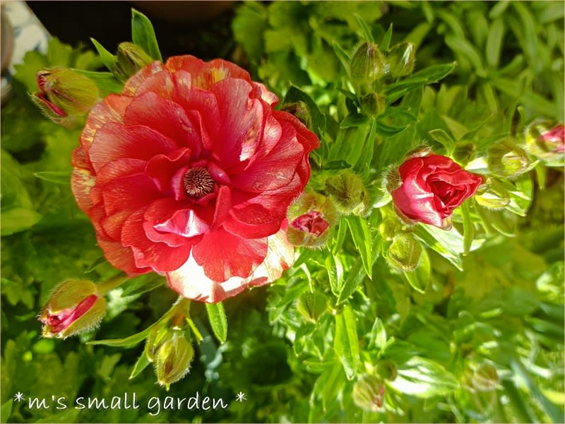 ラナンキュラス＜ソルトムーンあずき＞ - *m's small garden*