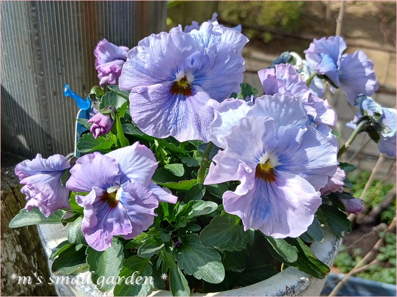 春です！苗を植えまくる！ - *m's small garden*