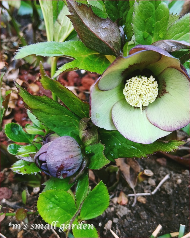 クリスマスローズ🌸 - *m's small garden*