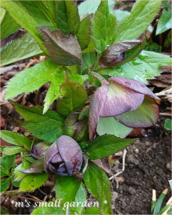 クリスマスローズ🌸 - *m's small garden*