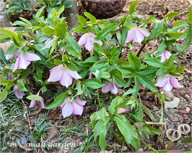 クリスマスローズ🌸 - *m's small garden*