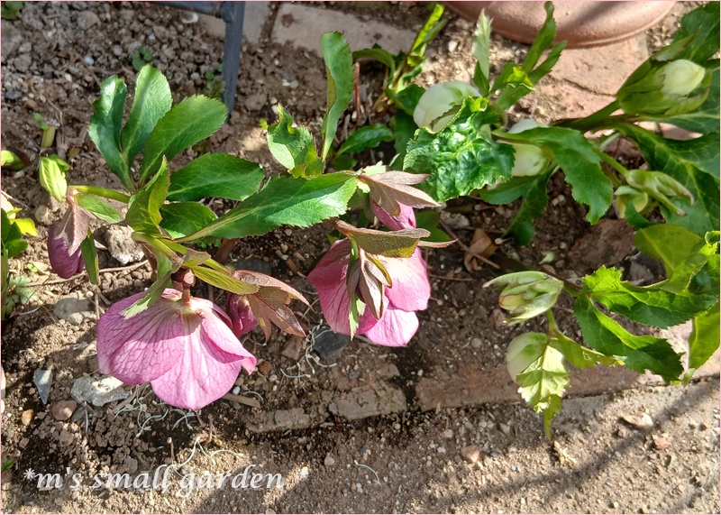 クリスマスローズ🌸 - *m's small garden*