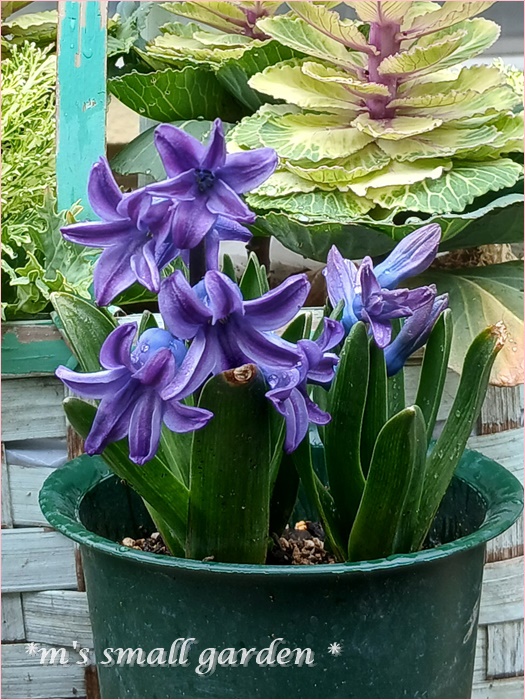 めっちゃ嬉しいお買い物！ - *m's small garden*