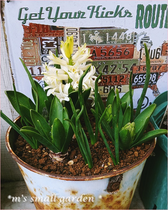 めっちゃ嬉しいお買い物！ - *m's small garden*