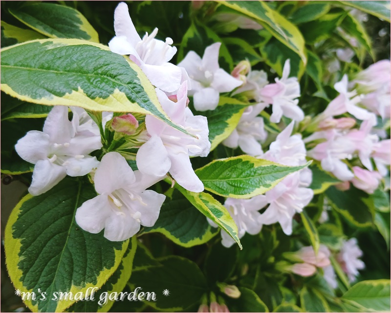 ダリアの植え付け＆育て方のコツ♡庭の様子 - *m's small garden*